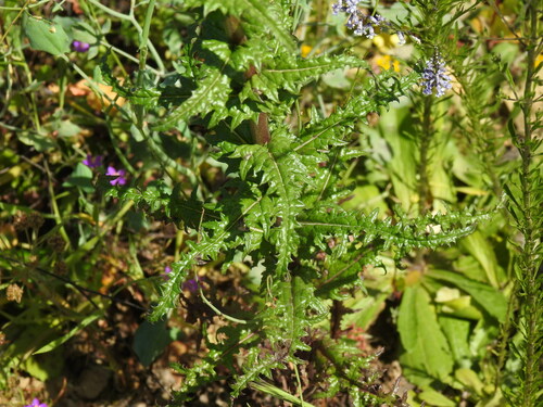 Verbascum barnadesii, photograph 3
