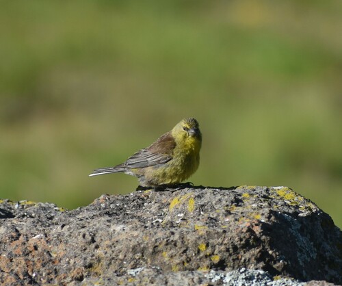 Drakensberg Siskin (Crithagra symonsi), photo 5