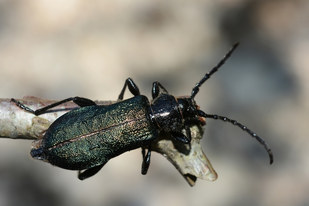 Ropalopus ungaricus
