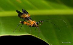 Acanthischium maculatum