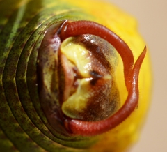 Barbitistes serricauda