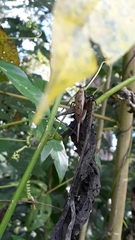 Eneoptera surinamensis