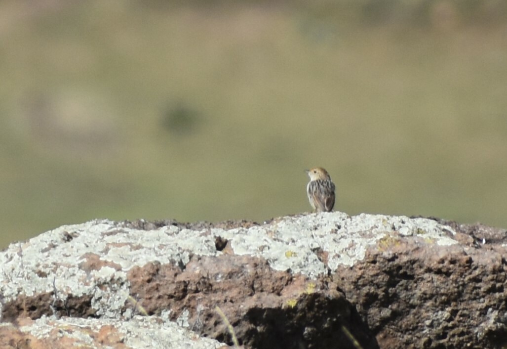 Wailing Cisticola (Cisticola lais), photo 7