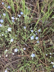 Nemophila menziesii integrifolia