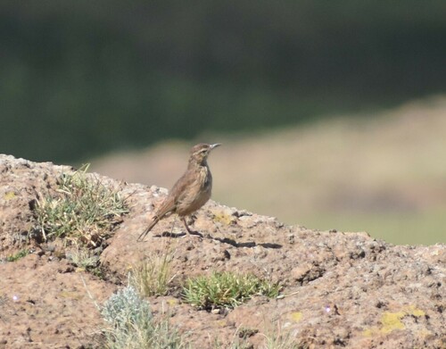 Eastern Long-billed Lark (Certhilauda semitorquata), photo 6