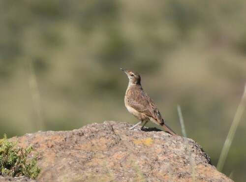 Eastern Long-billed Lark (Certhilauda semitorquata), photo 7