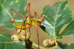 Barbitistes serricauda