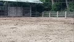 Streptopelia tranquebarica