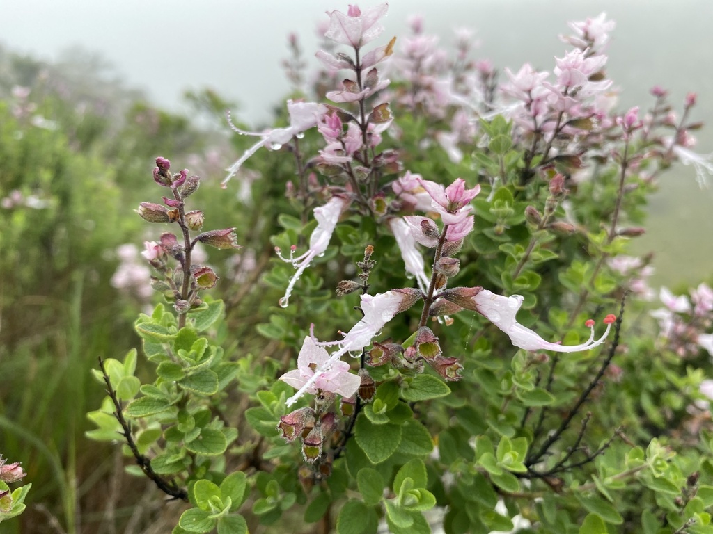 Littleleaf Sagebush