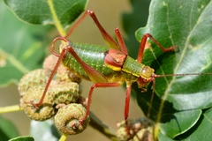 Barbitistes serricauda