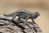 Western Fence Lizard - Photo (c) Steven Kurniawidjaja, some rights reserved (CC BY-NC), uploaded by Steven Kurniawidjaja