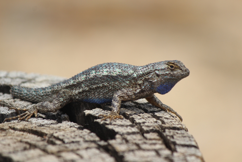 Western Fence Lizard Southern California INaturalist