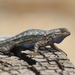 Western Fence Lizard - Photo (c) Steven Kurniawidjaja, some rights reserved (CC BY-NC)