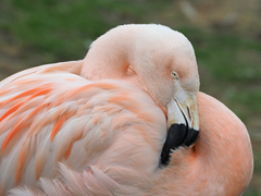 Phoenicopterus