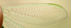Nineta pallida