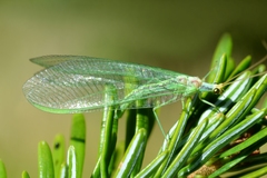 Nineta pallida