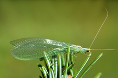 Nineta pallida