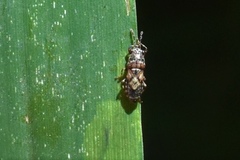 Phlegyas abbreviatus