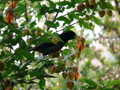 Diglossa carbonaria