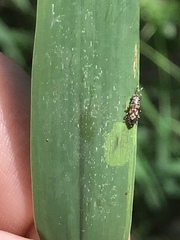 Phlegyas abbreviatus