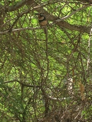 Hypnelus ruficollis