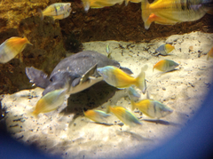 Carettochelys insculpta