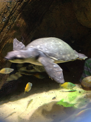 Carettochelys insculpta