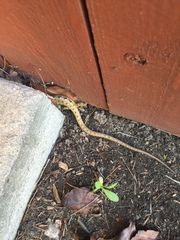 Elgaria multicarinata