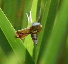 Agathodes monstralis