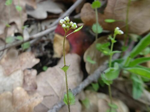 Image of Draba muralis by (c) Thomas Koffel, some rights reserved (CC BY)
