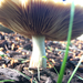 Agrocybe sororia - Photo (c) Peter Vahlberg, some rights reserved (CC BY-NC), uploaded by Peter Vahlberg