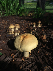 Agrocybe sororia