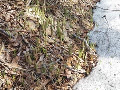 Allium ochotense