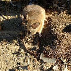 Peromyscus eremicus cedrosensis