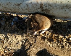 Peromyscus eremicus cedrosensis