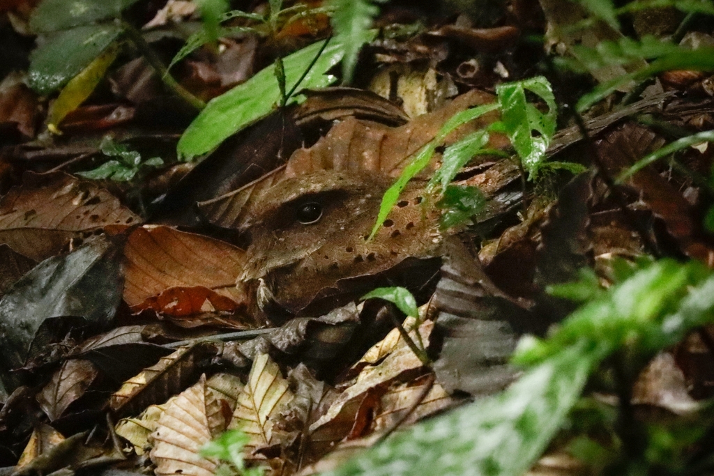 Ocellated Poorwill from Santa Cecilia, Provincia de Guanacaste, La Cruz ...