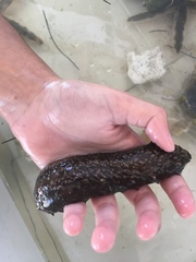 Holothuria mexicana