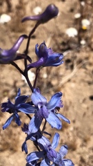 Delphinium parishii