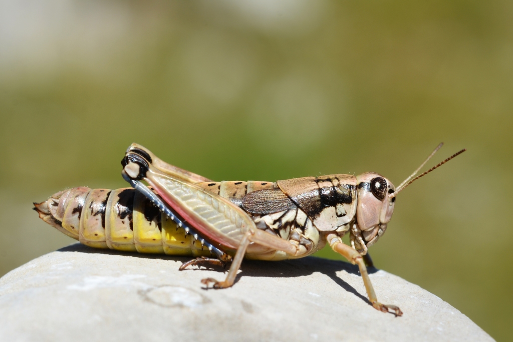 Podismini
