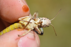 Podisma amedegnatoae