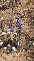 Delphinium parishii