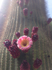 Cephalocereus polylophus