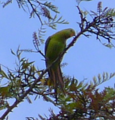 Polytelis swainsonii