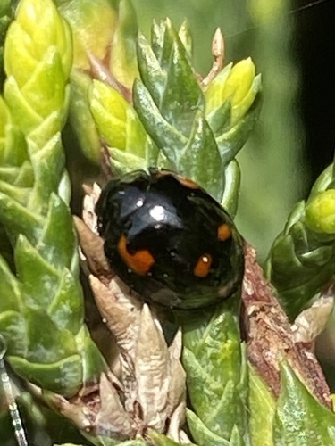 Photo of Pine Ladybird (Exochomus quadripustulatus)