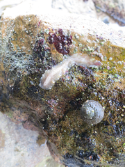 Enchiridium punctatum