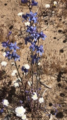 Delphinium parishii