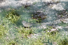 Spizella passerina passerina