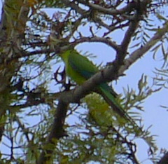 Polytelis swainsonii