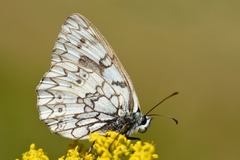 Melanargia russiae