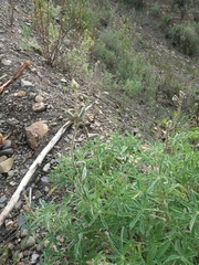 Lupinus altimontanus